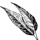 Custom icon